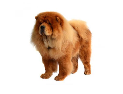 Chow chow hypoallergenic hotsell